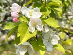 -海棠花溪(元大都城垣遗址公园)