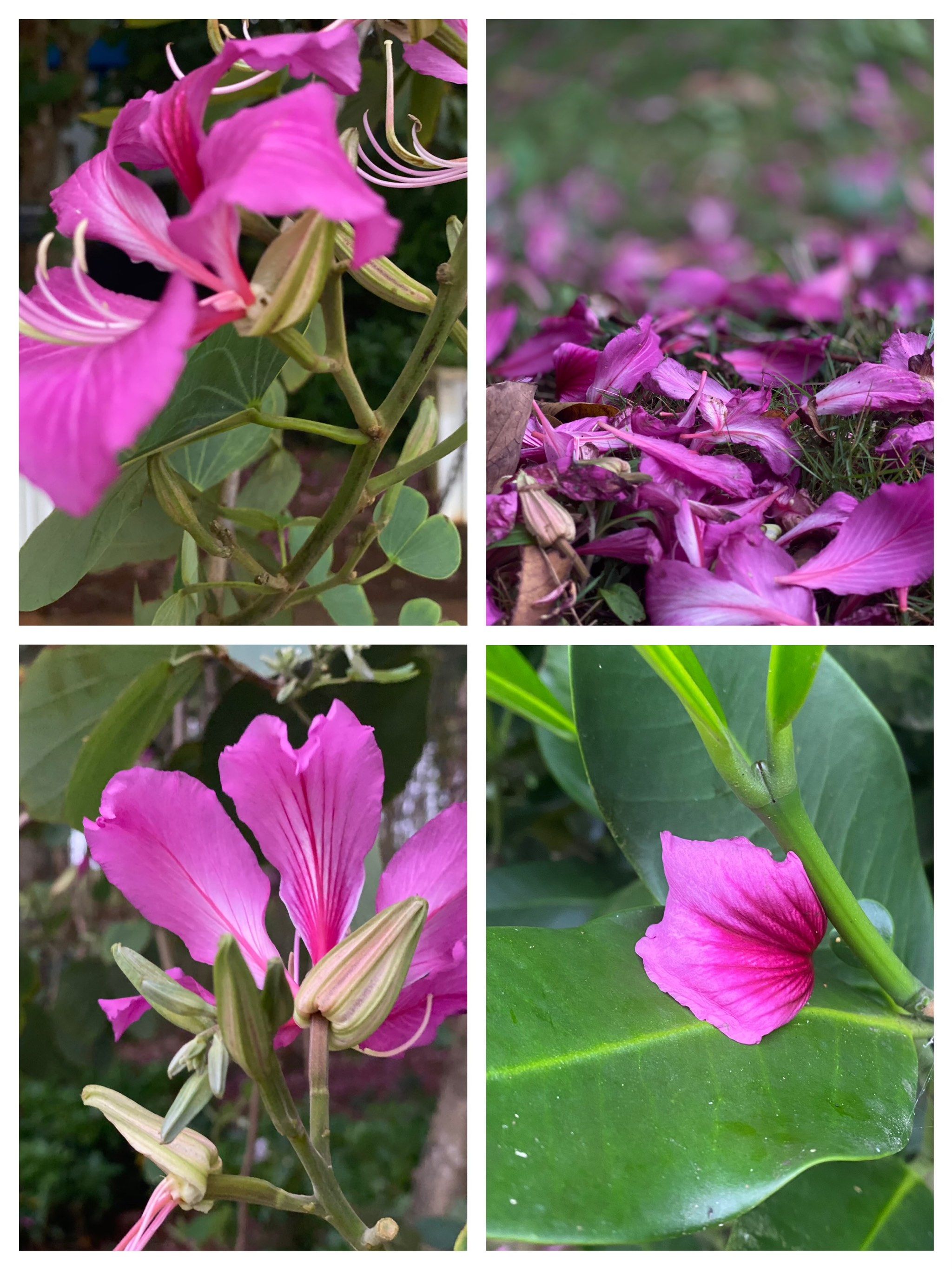 冬季的红花羊蹄甲[憨笑]