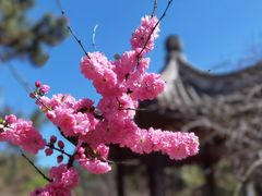 -北京国际鲜花港