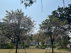 -洲头咀公园