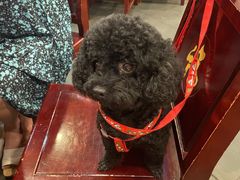 -老来福·非遗酸汤兔(凯旋路店)