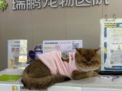 -瑞鹏宠物医院·骨外科·心肾科·肿瘤科(九亭店)