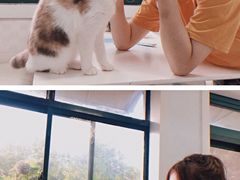 -喵的天空名猫咖啡馆·撸猫·猫舍·用品