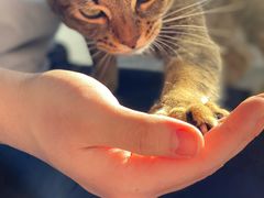 -喵屿·大理花园猫咖