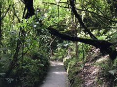 -怀托摩萤火虫洞