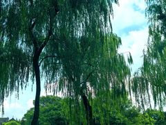 -柳浪闻莺公园