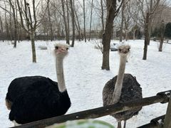 -大连森林动物园