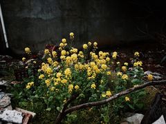 -黄田泡泡