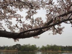 -新江湾城公园