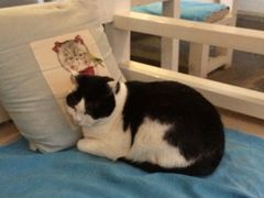 -Anne猫窝咖啡屋