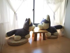 -Husky Go! 哈士奇体验馆·宠物咖啡厅狗咖