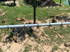 -西霞口神雕山野生动物世界