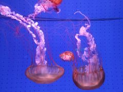 -厦门海底世界