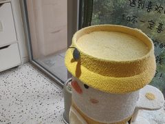 -柚子猫舍·精品猫舍购猫·猫咪认养·购宠·宠物店