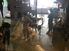 -百好乐宠物友好餐厅(朝外大街店)