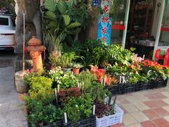 -溪岸路花鸟市场