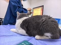 -特一安24小时宠物医院·骨科·中兽医
