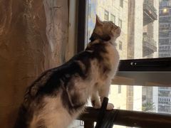 -猫猫幼稚园·撸猫·桌游·电玩