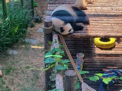 -大连森林动物园