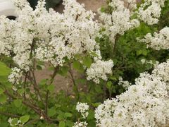 -梨木台悦来客农家院