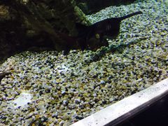 -迪拜水族馆及水下动物园