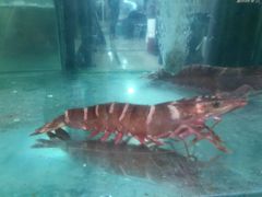 -兴旺海鲜砂煲王