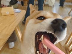 -柴の食堂·日式家庭料理·熊之肆(大学路店)