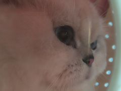 -瑞派福兴宠物医院犬猫全科·骨科·中西医结合(河东店)