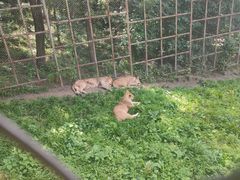 -哈尔滨北方森林动物园