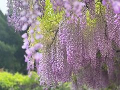 -嘉定紫藤园