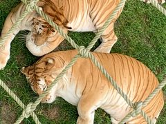 -西霞口神雕山野生动物世界