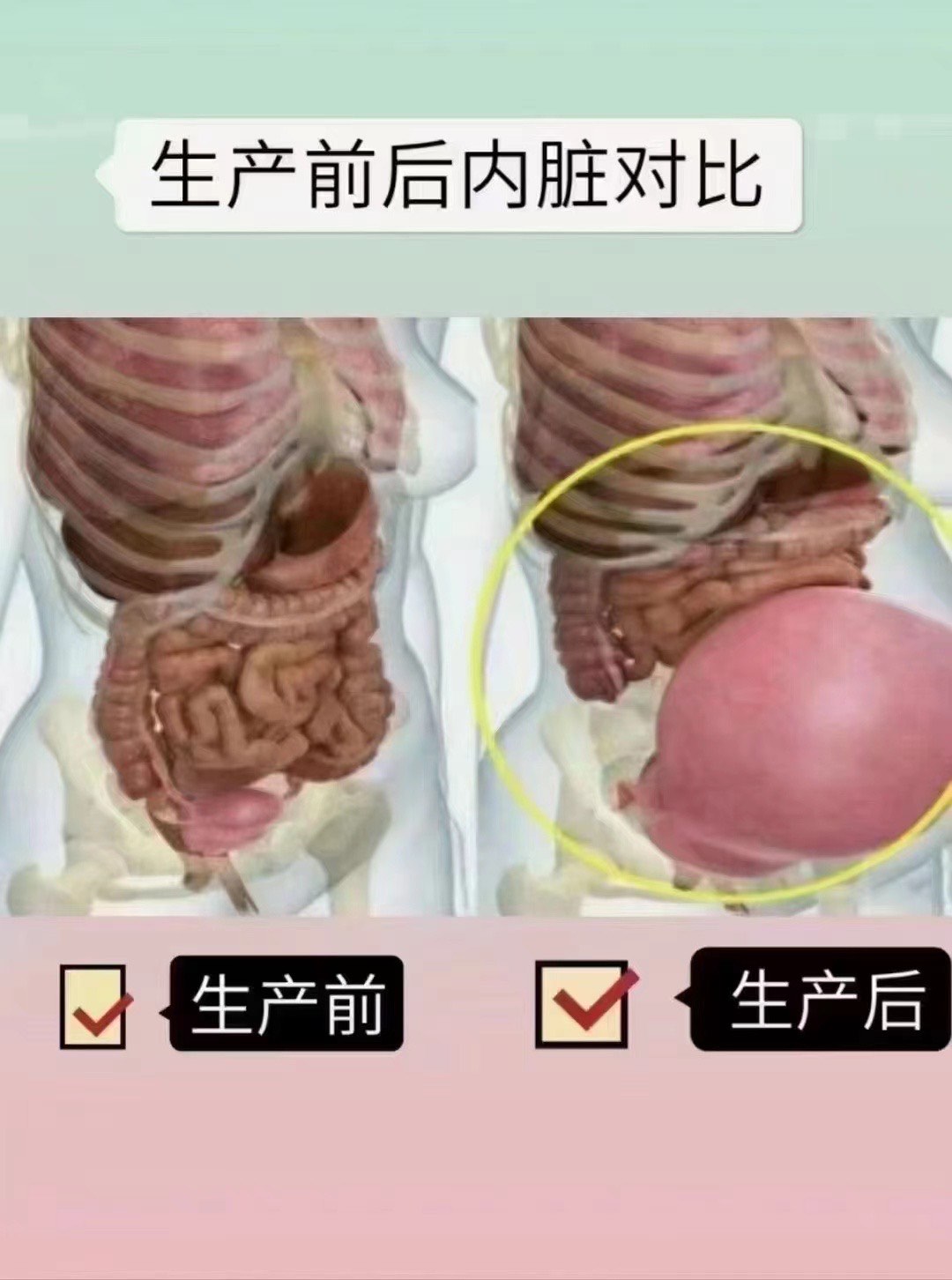 怀孕后器官位置变化图图片