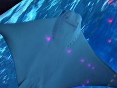 -烟台海昌鲸鲨海洋公园