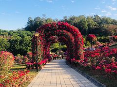 -东莞植物园