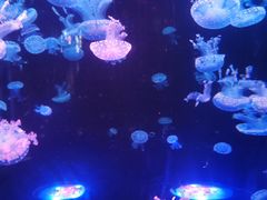 -梦幻海洋王国(吾悦广场张家港店)