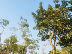 -宝安西湾红树林湿地公园