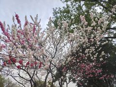 -羊山湖公园