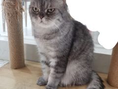 -喵园·猫主题咖啡厅·撸猫·猫咖(国贸店)