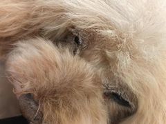-瑞派·关忠动物医院·猫专科·犬专科(三环新城店)