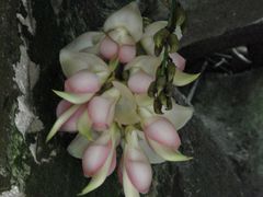 禾雀花-大雁山风景区