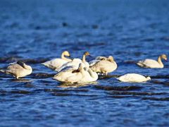 -野鸭湖国家湿地公园
