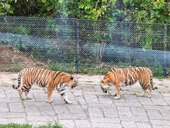 -深圳野生动物园