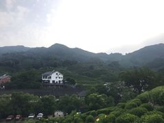 -阿巧茶庄