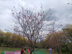 -天适樱花悠乐园