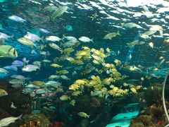 -瑞普利水族馆