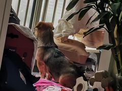 -万博宠物医院·手术·诊疗(未央凤城五路店)