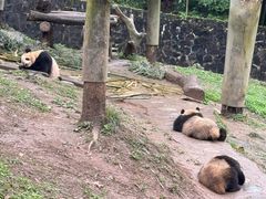 -都江堰中华大熊猫苑
