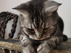 -喵园·猫主题咖啡厅·撸猫·猫咖(国贸店)