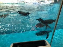 -帝企鹅自助餐厅•儿童岛•真企鹅(长隆企鹅酒店)