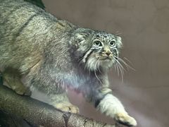 -青藏高原野生动物园